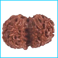 Gauri Shanker Rudraksha