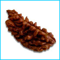 1 (Ek) Mukhi Rudraksha