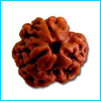 3 (Teen) Mukhi Rudraksha