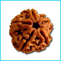 5 (Panch) Mukhi Rudraksha