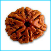 6 (Chah) Mukhi Rudraksha